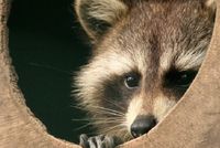 Verstecken bringt nichts - am besten entspannt bleiben und sich auf die Kollegen verlassen (Foto: morguefile)