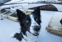 Schiffshund Emma, der Border Collie des Skippers. (Foto: Ivgenia Knobloch)